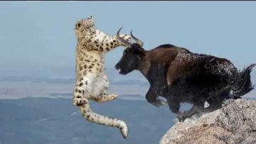 Amazing Mother Wild Yak Save Her Baby From Snow Leopard Hunting | Wolf vs Bison