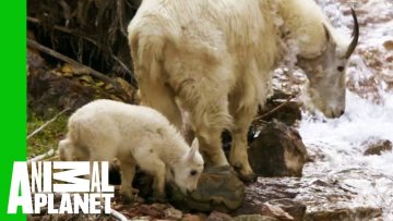 Baby Mountain Goat Learns To Follow In His Mother’s Footsteps